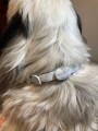 FRANCODEX PL Obroża na kleszcze PREVENDOG 60 cm dla psów do 25 kg - 1 szt