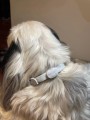 FRANCODEX PL Obroża na kleszcze PREVENDOG 60 cm dla psów do 25 kg - 1 szt