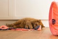 Zolux Zabawka dla kota wędka piramidka, kwiaty ETHICAT 40 cm