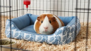 ZOLUX Legowisko dla kawii domowej NEOLIFE 25cm 25x20x6,5 cm