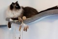 Zolux Zabawka dla kota wędka piłka z tektury i piórka ETHICAT 50 cm