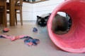 Zolux Zabawka dla kota mysz, kwiaty ETHICAT 4,5 cm
