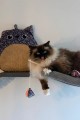 Zolux Zabawka dla kota mysz, kwiaty ETHICAT 4,5 cm