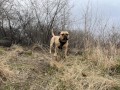 ZOLUX Zestaw szelki + smycz dla psa CLIP and GO L czarny