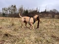 ZOLUX Zestaw szelki + smycz dla psa CLIP and GO L czarny