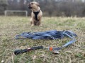 ZOLUX Zestaw szelki + smycz dla psa CLIP and GO L czarny