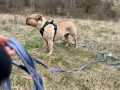 ZOLUX Zestaw szelki + smycz dla psa CLIP and GO L czarny