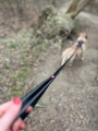ZOLUX Zestaw szelki + smycz dla psa CLIP and GO L czarny