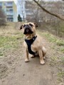 ZOLUX Zestaw szelki + smycz dla psa CLIP and GO L czarny