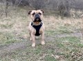 ZOLUX Zestaw szelki + smycz dla psa CLIP and GO L czarny