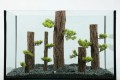 Zolux Ozdoba do akwarium FOREST XXL 33x19,8x52 cm