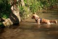ZOLUX Szelki dla psa BIVOUAK S niebieskie