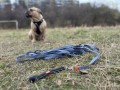 ZOLUX Zestaw szelki + smycz dla psa CLIP and GO XL czarny
