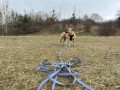 ZOLUX Zestaw szelki + smycz dla psa CLIP and GO XL czarny