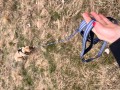 ZOLUX Zestaw szelki + smycz dla psa CLIP and GO XL czarny