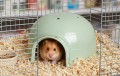 ZOLUX Domek igloo dla gryzonia plastikowy COSY mały zielony