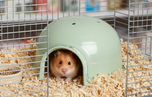 ZOLUX Domek igloo dla gryzonia plastikowy COSY mały zielony