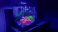 ZOLUX Ozdoba do akwarium FLOWERS 2 pomarańczowo żółta