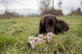 ZOLUX Ciasteczka dla psów CRUNCHY DOG z indykiem 75g
