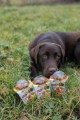 ZOLUX Ciasteczka dla psów CRUNCHY DOG z indykiem 75g