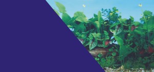 ZOLUX Tło do akwarium dwustronne rośliny/niebieskie 30 x 40 cm