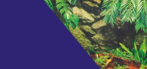 ZOLUX Tło do akwarium dwustronne podwodna palma/niebieskie 40 x 60 cm