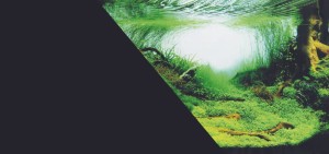 ZOLUX Tło do akwarium dwustronne Amazonka/czarne 60 x 120 cm