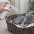 FRANCODEX Spray dla kociąt i kotów antystresowe środowisko 100 ml