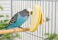 Zolux Kamień o zapachu bananowym dla ptaków