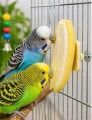 Zolux Kamień o zapachu bananowym dla ptaków