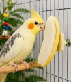 Zolux Kamień o zapachu bananowym dla ptaków