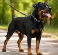 Zolux Obroża metalowa dla psa zaciskowa gruba 75 cm