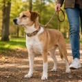 Zolux Obroża dla psa sznurowa IMAO HYDE PARK 11 mm/60 cm kol. brązowy