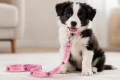 Zolux Smycz dla szczeniąt Puppy MASCOTTE 13 mm/1,20 m kol. różowy