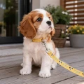 Zolux Smycz dla szczeniąt Puppy MASCOTTE 13 mm/1,20 m kol. żółty