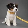 Zolux Smycz dla szczeniąt Puppy MASCOTTE 13 mm/1,20 m kol. żółty