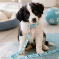 Zolux Smycz dla szczeniąt Puppy MASCOTTE 8 mm/1,20 m kol. niebieski