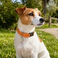 ZOLUX Obroża dla psa regulowana Mac Leather S 15 mm kol. pomarańczowy