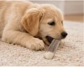 ZOLUX Przysmak naturalny dla psa Poroże jelenia PUPPY oszlifowane krawędzie