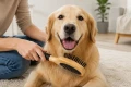 ZOLUX Podwójna szczotka drewniana dla psa DOG SALON
