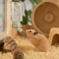 ZOLUX Poidełko dla gryzonia z miarką COSY 100ml niebieskie/zielone
