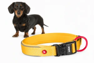 ZOLUX Obroża dla psa z nylonu premium 30-35 cm/15 mm XS kol. żółty