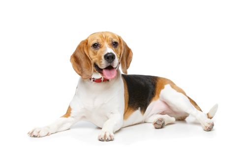 Beagle