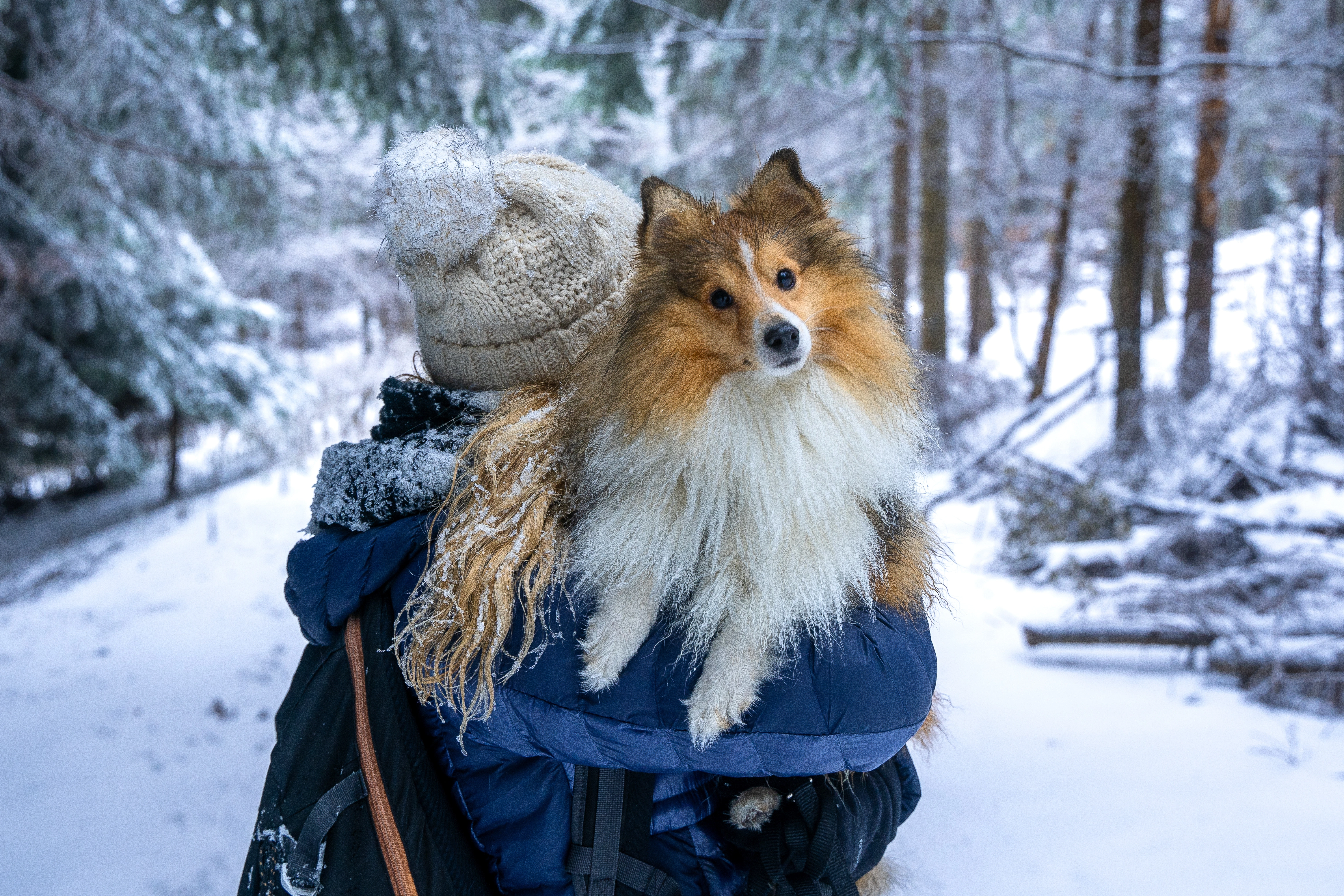 pies na zimowym spacerze