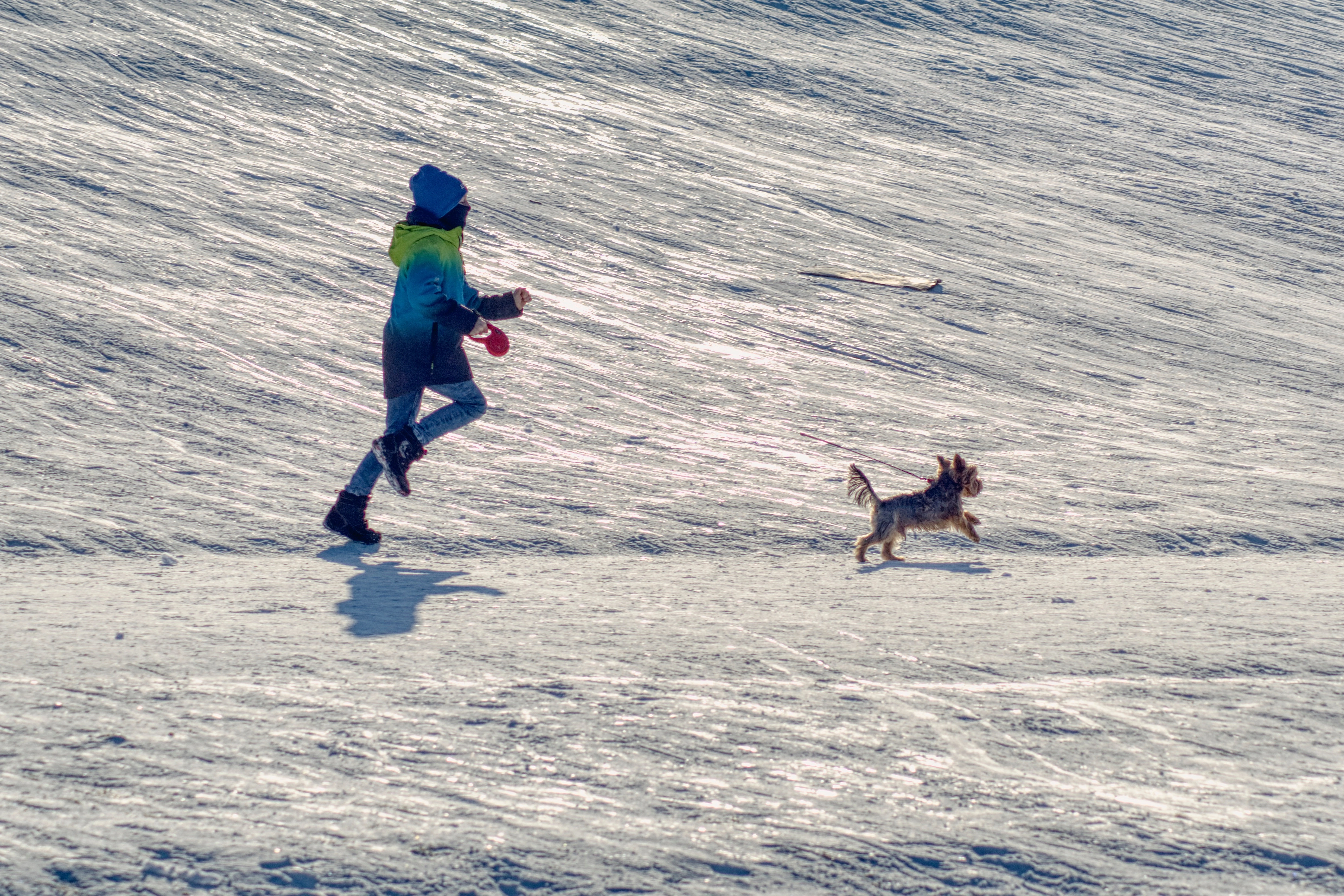 pies na spacerze zimą