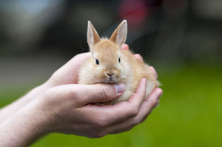 Czy królik się nudzi? Najlepsze zabawki dla królika i sposoby na aktywność pupila.