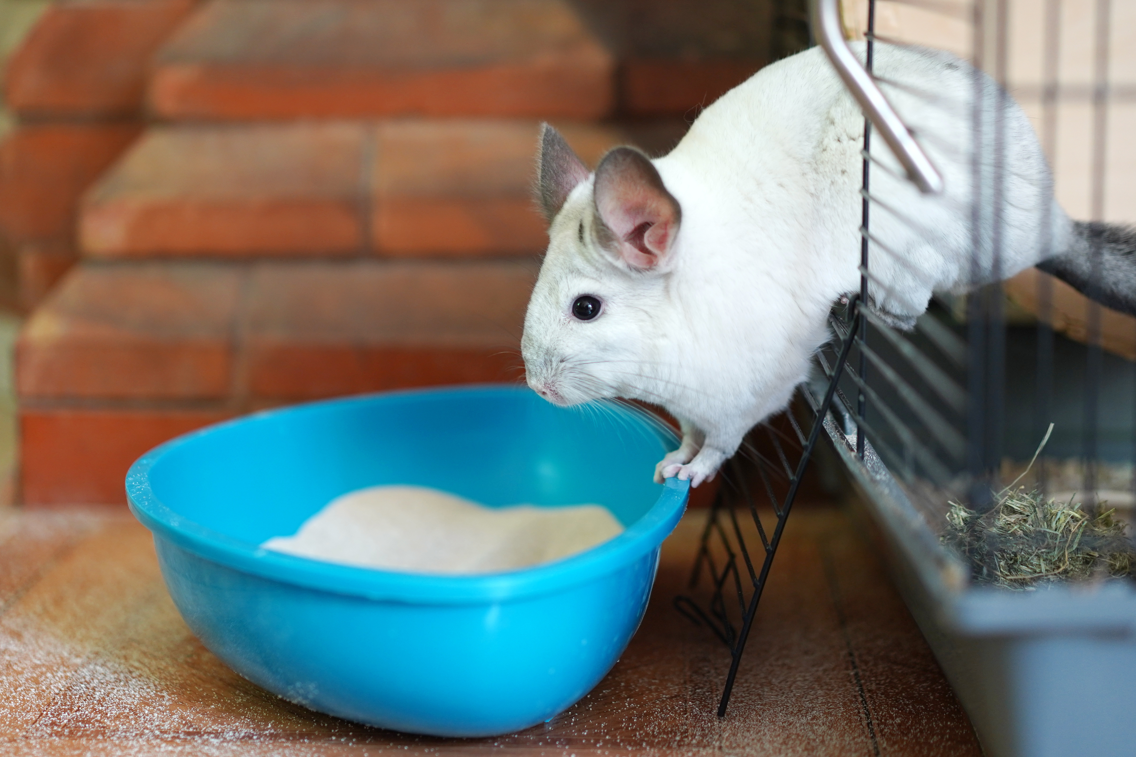 Piasek do kąpieli dla szynszyli i koszatniczek – dlaczego jest tak ważny?